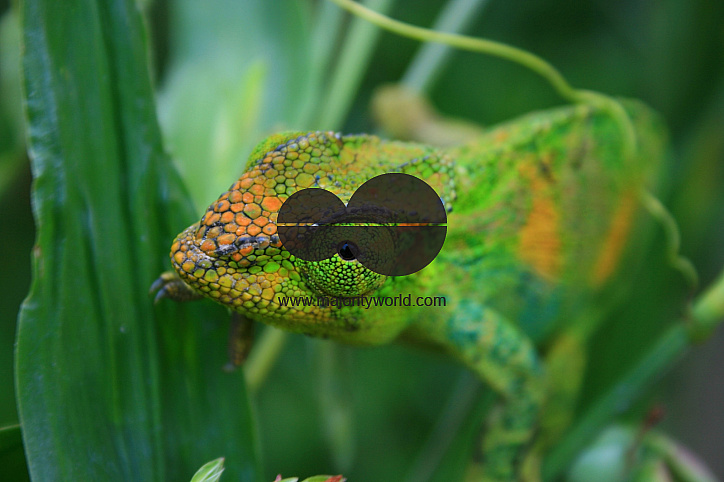 Johnston's Chameleon, Uganda