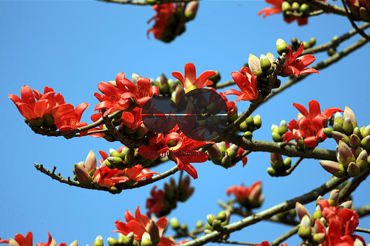 Silk Cotton flowers