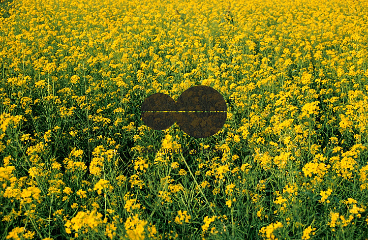 field of gold