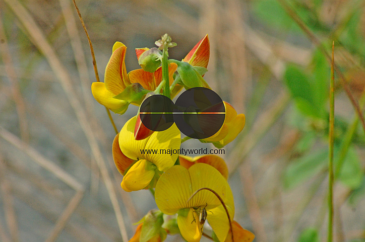 Sundarbans, Khulna, Bangladesh