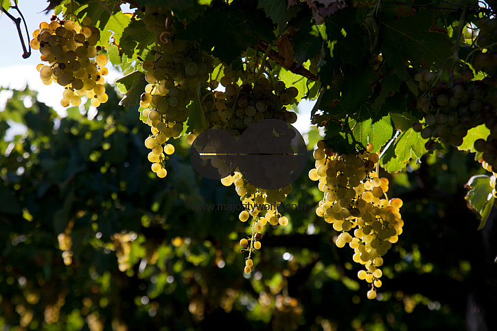 Vineyards in Cafayate region, Salta, Argentina