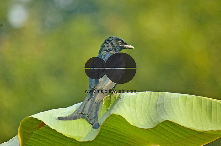Black Drongo, Singair, Bangladesh