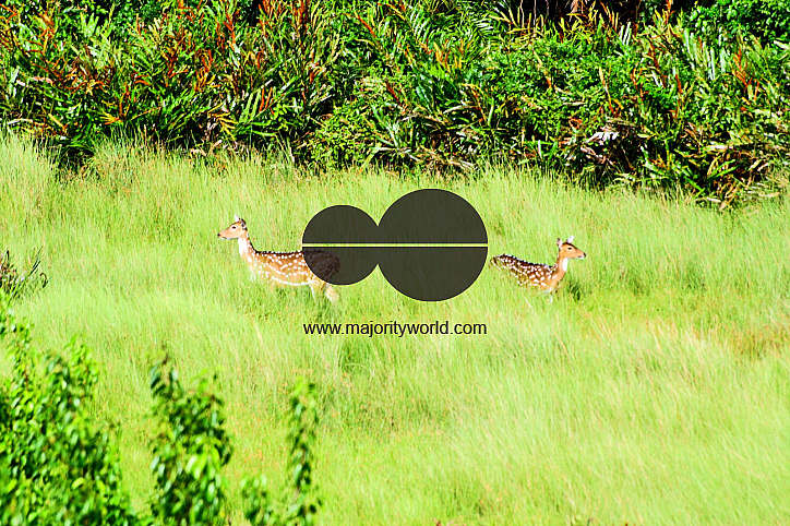 Sundarbans, Khulna