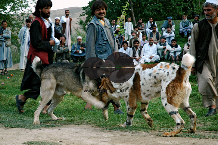 Dog Fighting, Afghanistan