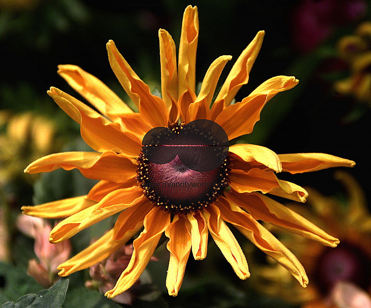 Flowers are displaced at a flower show in Kolkata, India on February, 2004.   Photograph/Sucheta Das
