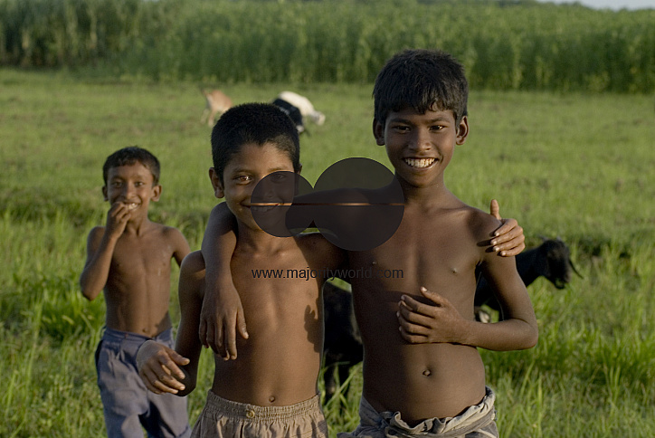 Graze goat: Bangladesh