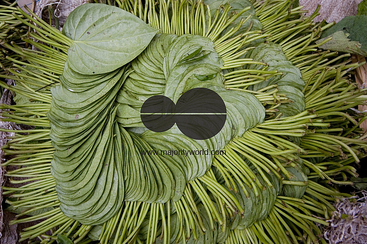 Betel leaf_Bangladesh