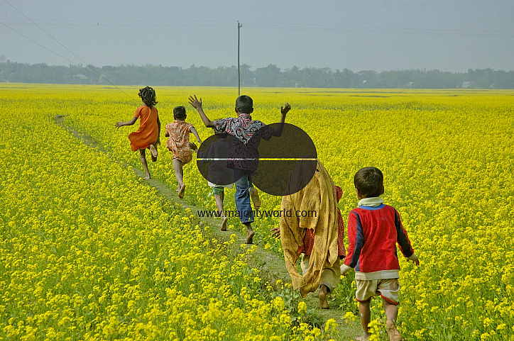 Mustard Field, Singair
