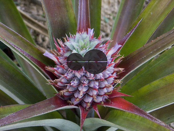 Pineapple flower
