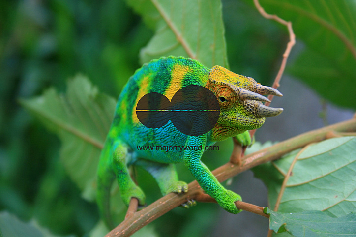 Johnston's Chameleon, Uganda