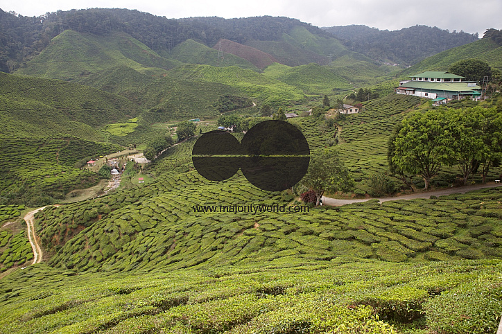 Migrants in Malaysia's tea estates