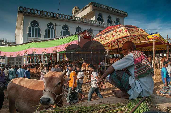 Cow Market