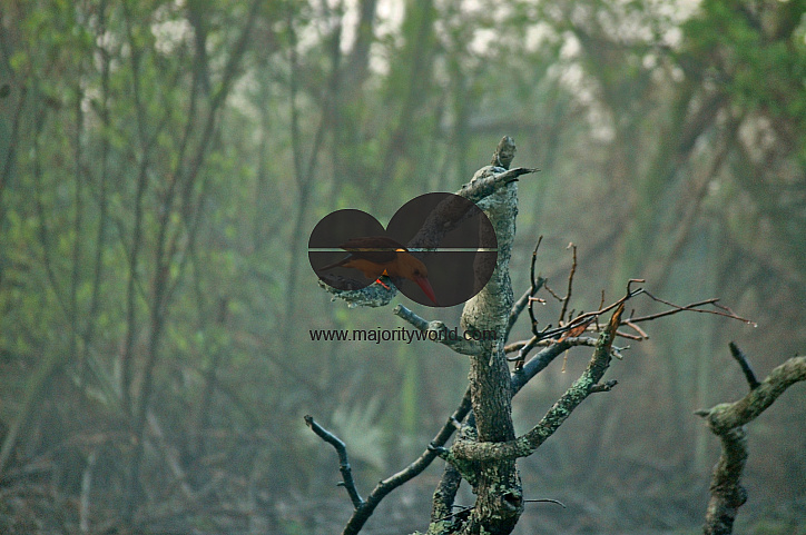 Sundarbans, Khulna, Bangladesh