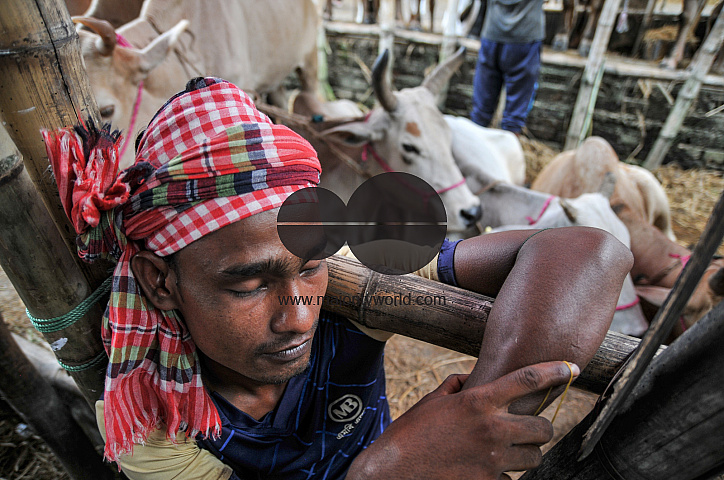 Cow Market