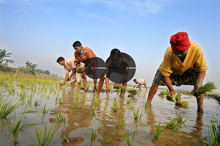 Farmers work in cold