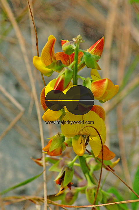 Sundarbans, Khulna, Bangladesh