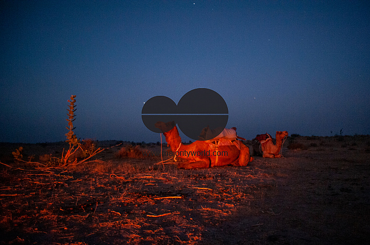  Camels lit by a firelight at dawn in the desert.