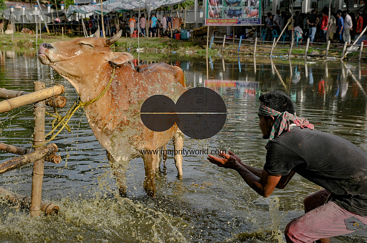 Cow Market