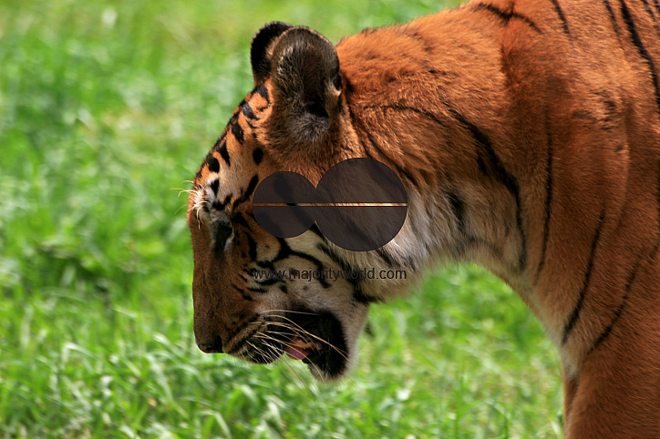 Wild life of Bangladesh