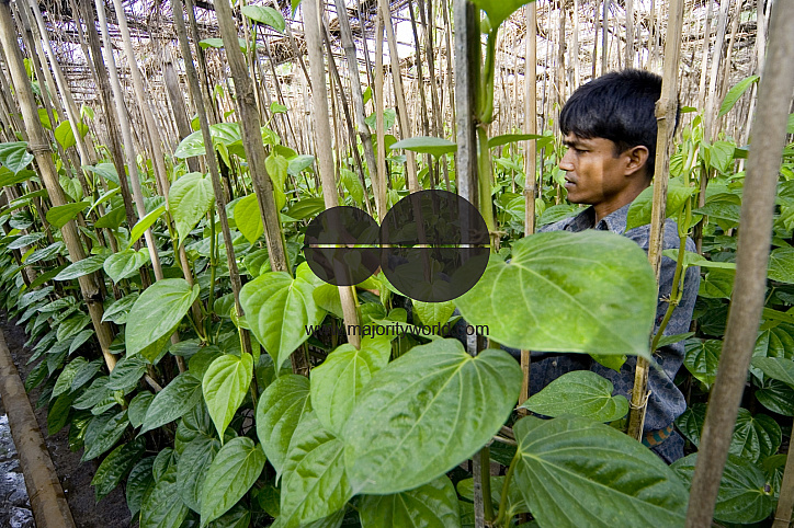 Betel leaf_Bangladesh