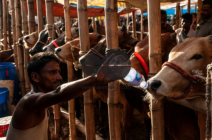 Cow Market