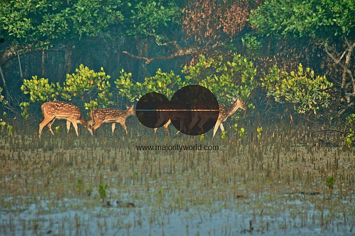Sundarbans, Khulna, Bangladesh