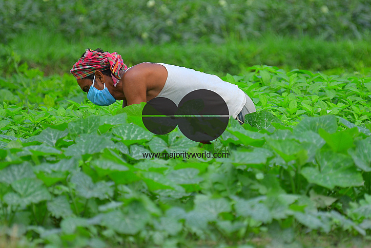 Agriculture, during lockdown