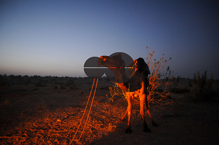  A camel is lit by a firelight at dawn in the desert.
