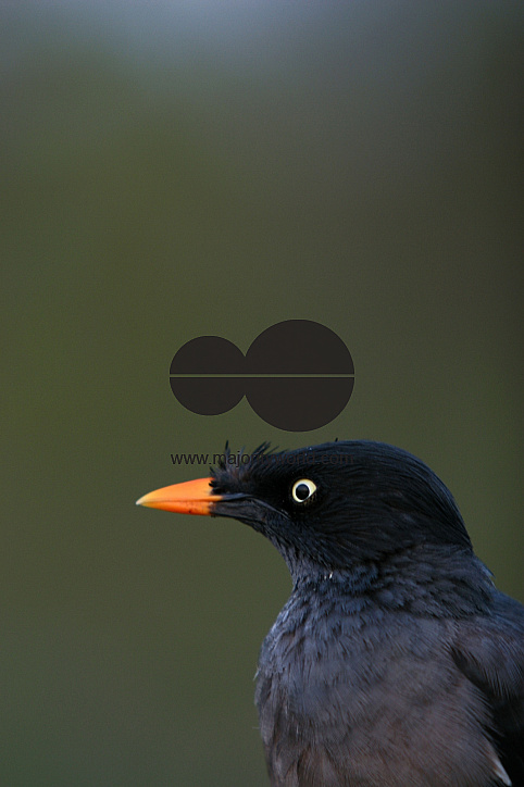 Bird_Bangladesh