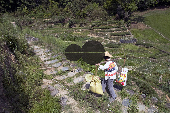 CHINA Peasants carrying sacks with tea leaves  during harvest time in Fujian province.