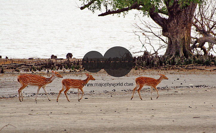 Sundarbans, Khulna