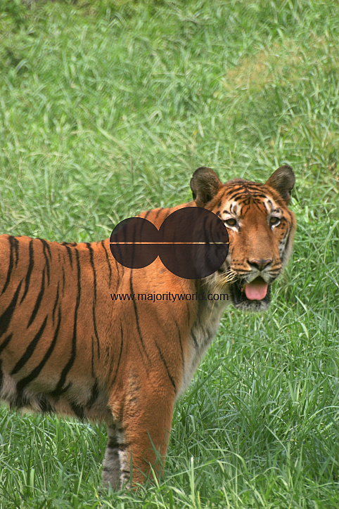 Wild life of Bangladesh