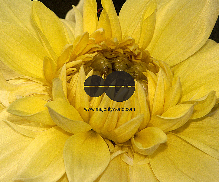 Flowers are displaced at a flower show on February, 2004.   Photograph/Sucheta Das