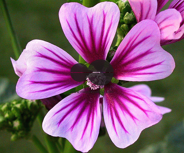 Flowers are displaced at a flower show in Kolkata, India on February, 2004.   Photograph/Sucheta Das