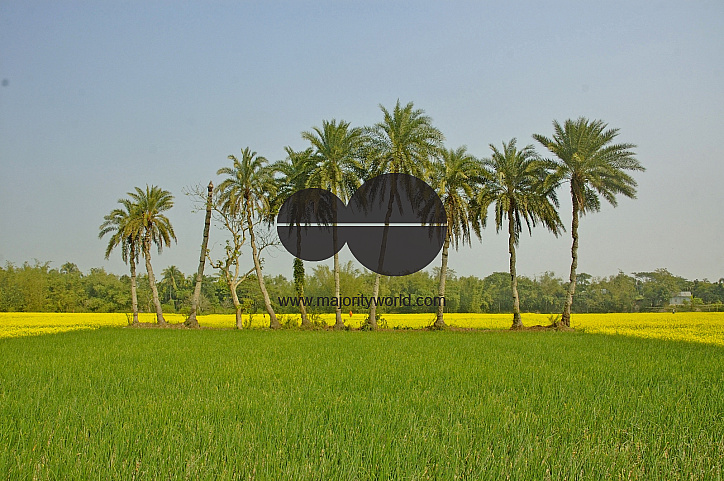 Mustard Field, Singair