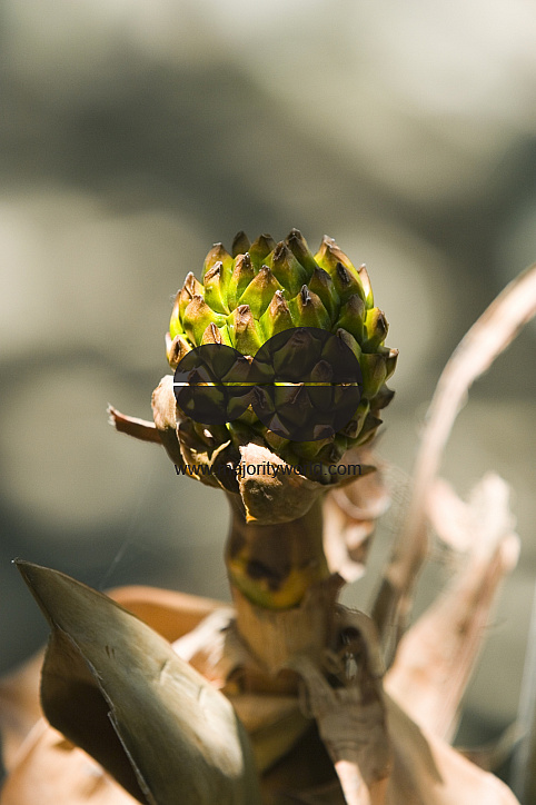 NIpa Palm: Golpata