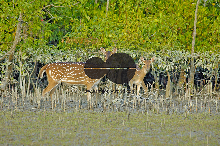 Sundarbans, Khulna, Bangladesh