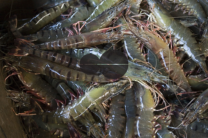 Palanquin_Bangladesh