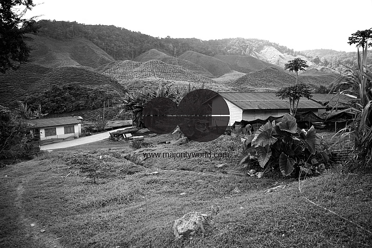 Migrants in Malaysia's tea estates