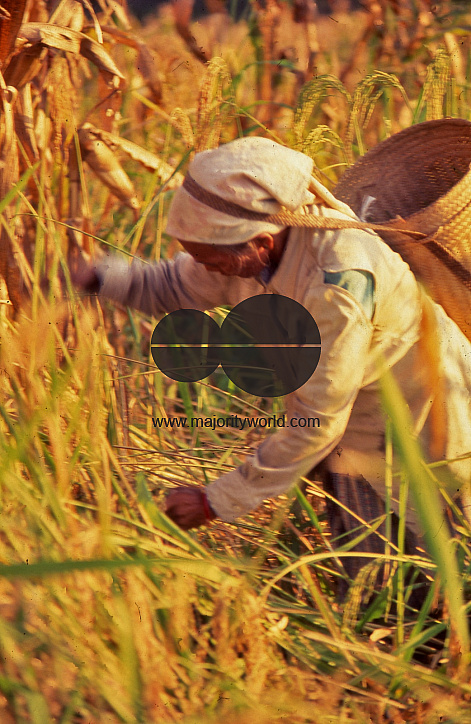 Arakan Valley, North Cotabato, Mindanao