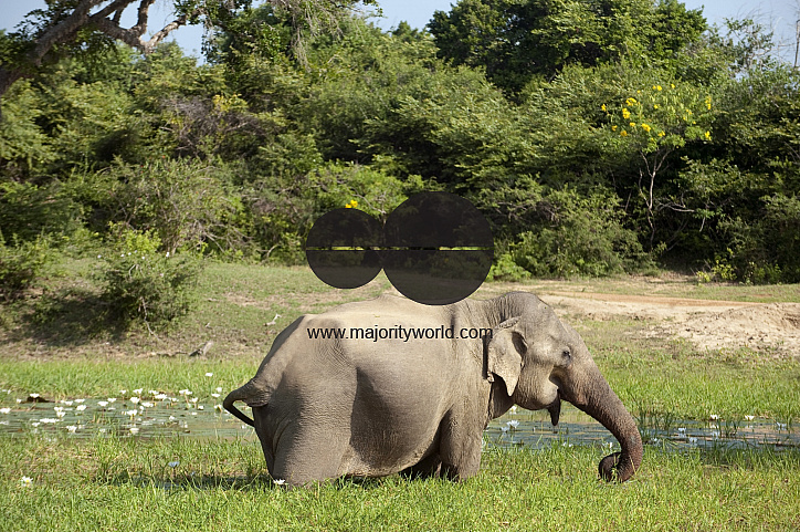 Elephant feeding at waterhole.