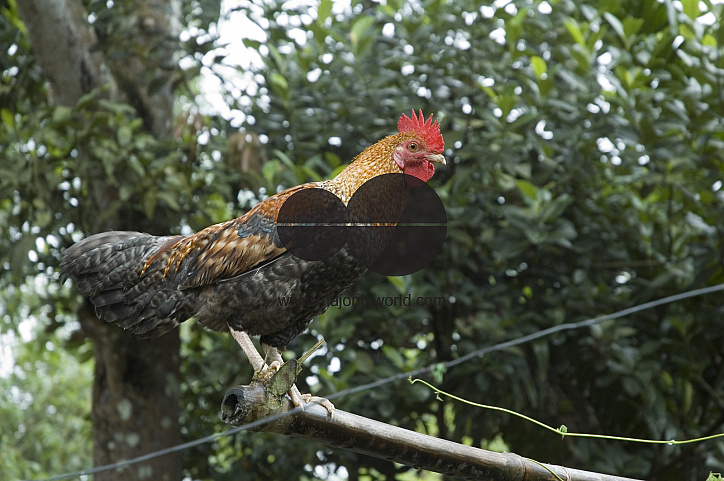 Cock