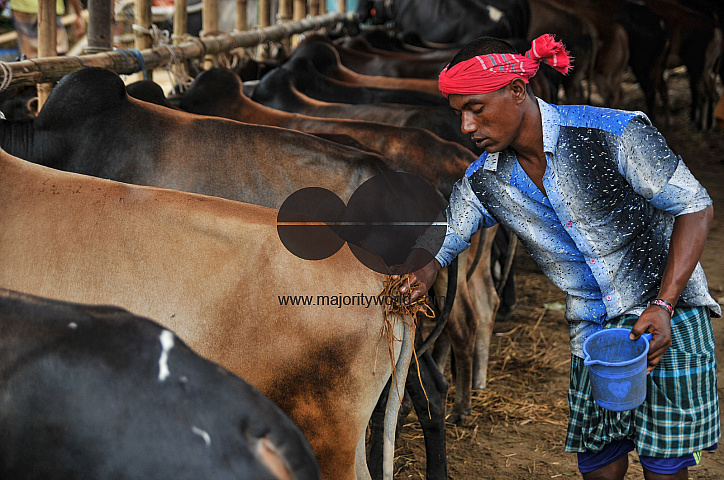 Cow Market