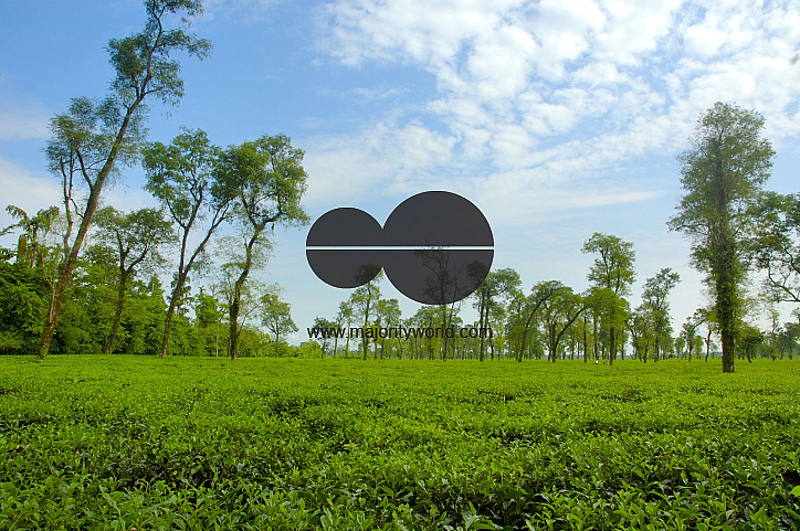 Jaflong Tea Garden