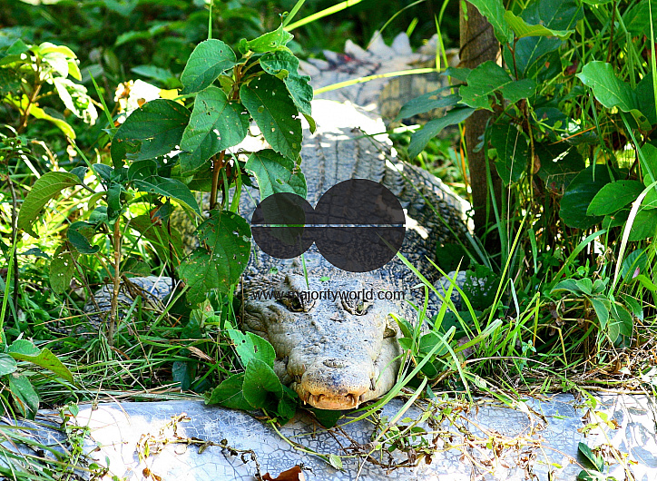 Crocodile Farm