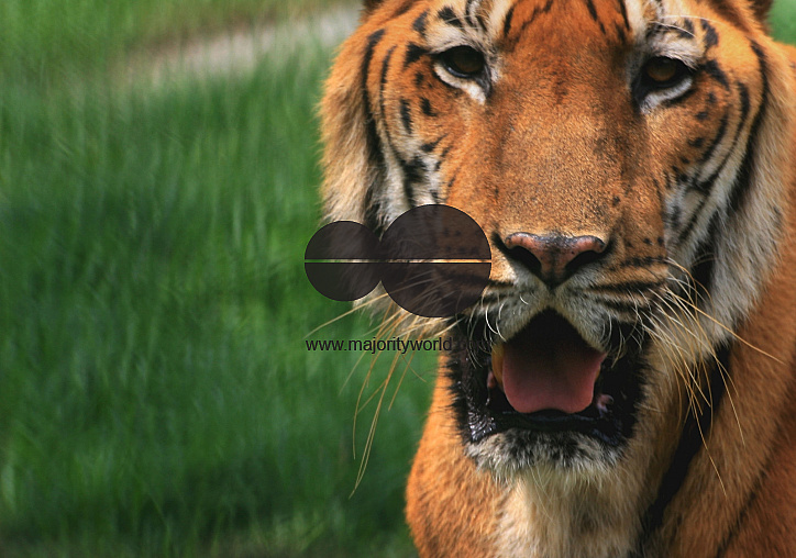 Wild life of Bangladesh
