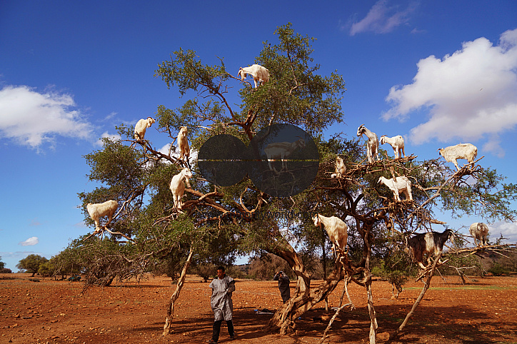  Goats on trees