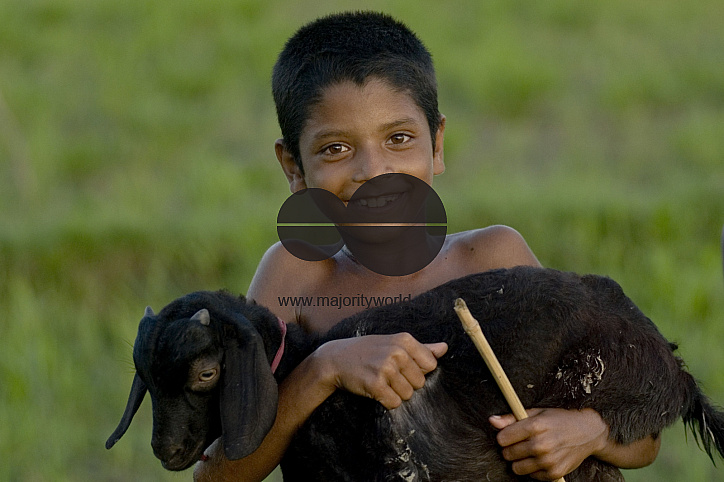 Graze goat: Bangladesh