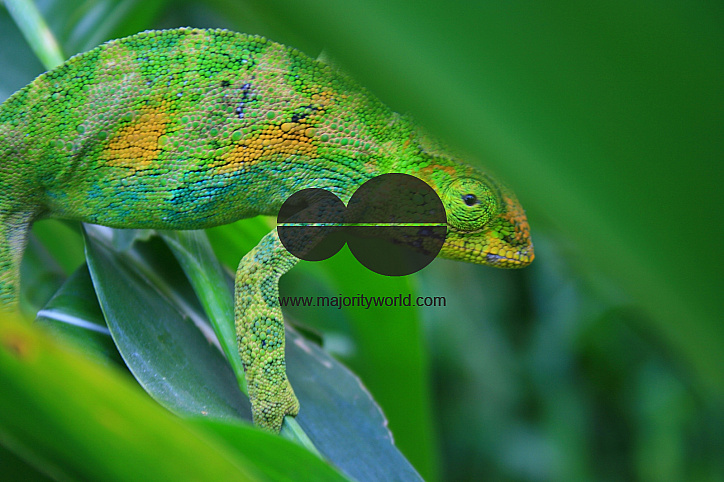 Johnston's Chameleon, Uganda
