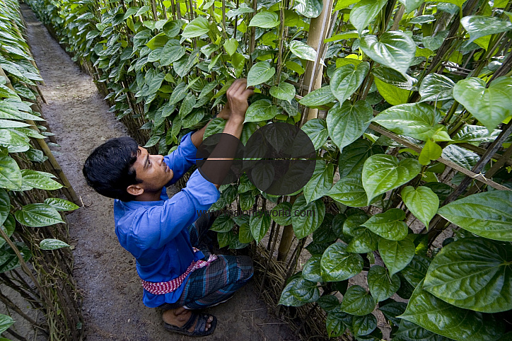 Betel leaf_Bangladesh